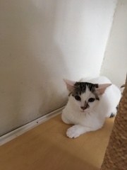 When to get a new cat?