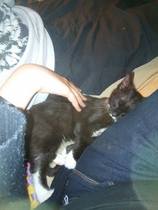 First time kitten owners, help!