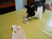 Cats still catting Part 4
