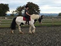 How do you ever buy a horse???