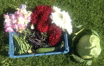 Allotment?Veg Patch Thread 10 - Plotmenters  busy into summer ! and loving James Wong