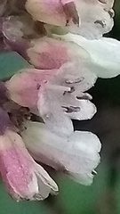 Shrub identification please