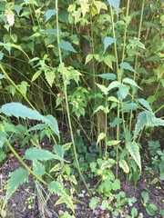 Is this a weed?