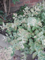 Can anyone tell me what is going on with the leaves on these plants? (pics attached)