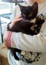 First time kitten owners, help!