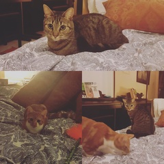 Cats still catting Part 4