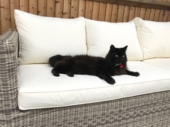 National black cat day.
