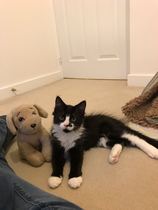 Help naming new kitten!