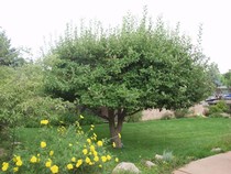 Can anyone suggest some nice 'garden safe' trees?