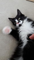Help naming new kitten!
