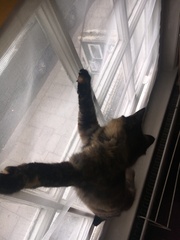 Cats still catting Part 4