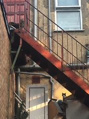 Cats still catting away part 5