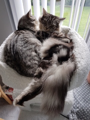 Cats still catting away part 5