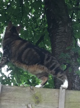 Cats still catting Part 4