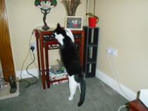Cats still catting away part 5