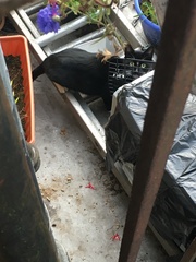 Cats still catting away part 5
