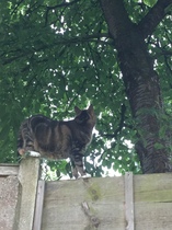 Cats still catting Part 4