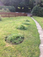 What should I plant here?