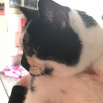 My brave little cat