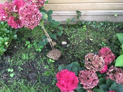How to get rid of this weed (pictures)