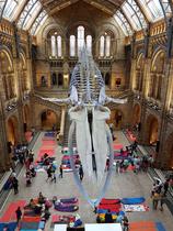 Looking to form a group to go to Dino Snores on 10 May 2014
