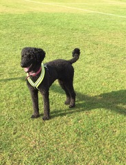 It's not a cockapoo!