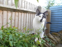 Cats still catting Part 4