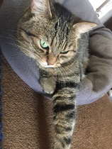 Cats still catting Part 4