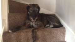 Lurchers