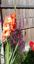 Allotment?Veg Patch Thread 10 - Plotmenters  busy into summer ! and loving James Wong