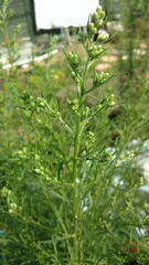 What weed is this?