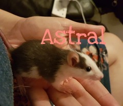 4th space related name to go with Nova, Astral, Luna