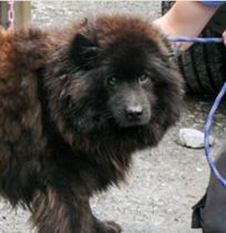 Give a Eurasier a home? (please!)