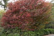 Can anyone suggest some nice 'garden safe' trees?