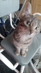 Cats still catting away part 5