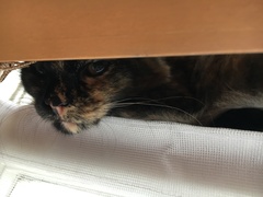 Cats still catting Part 4