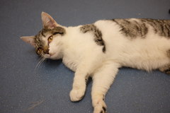 New cat!  So exciting *pics*
