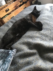 Cats still catting Part 4