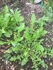 Is there a weed killer I can buy that actually works?