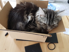 Cats still catting Part 4