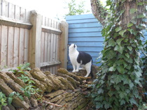 Cats still catting Part 4