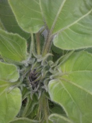 What are these monstrosities I planted?