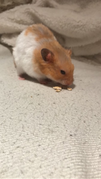 Can I see a picture of your hamsters?