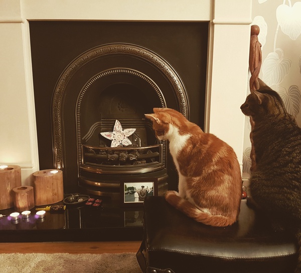 Cats still catting away part 5