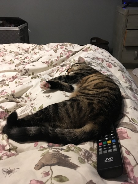 Will my cat hate me? Lighthearted!