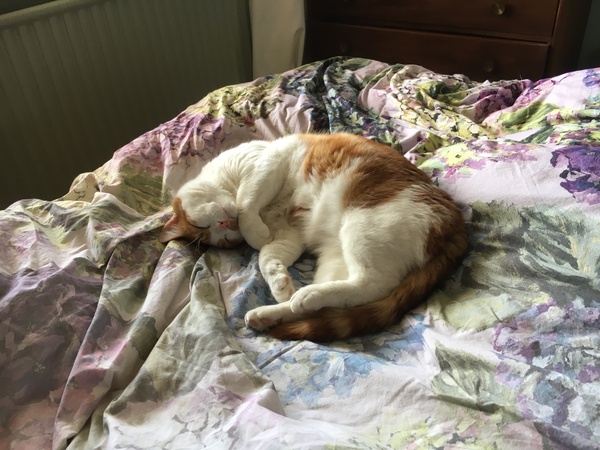 Nervy cat and preparing for first baby