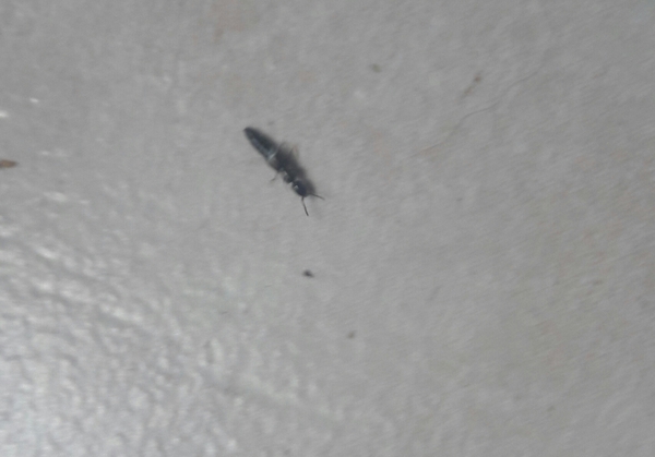 WTF is this drug insect?