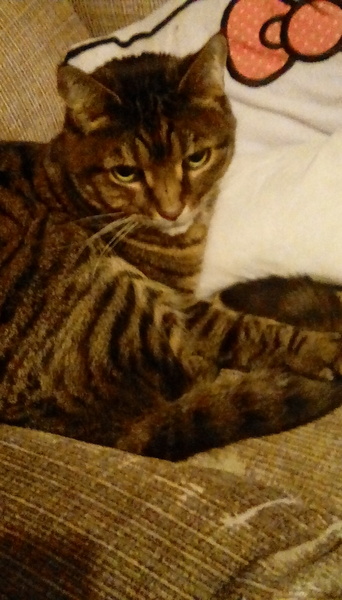 Cats still catting away part 5