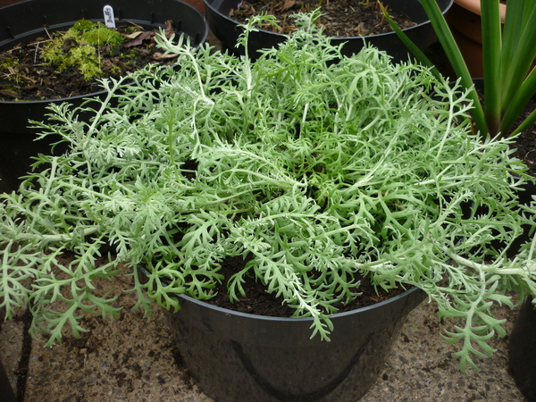 plant ID please