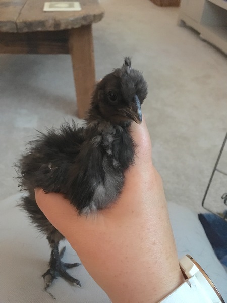 New chicks :)